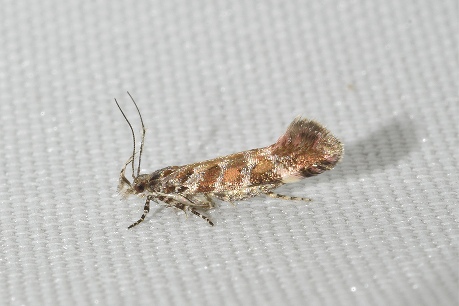 Aristotelia decurtella - Gelechiidae